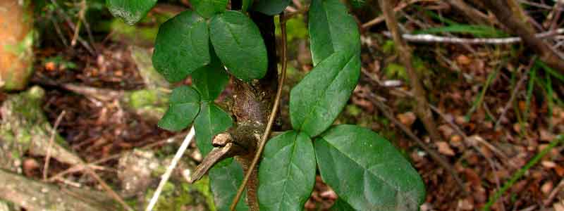 Boquila trifoliolata