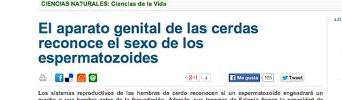 El aparato genital de las cerdas reconoce el sexo de los espermatozoides