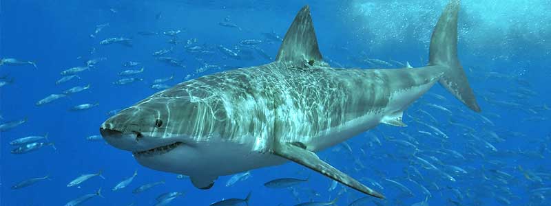 tiburón blanco