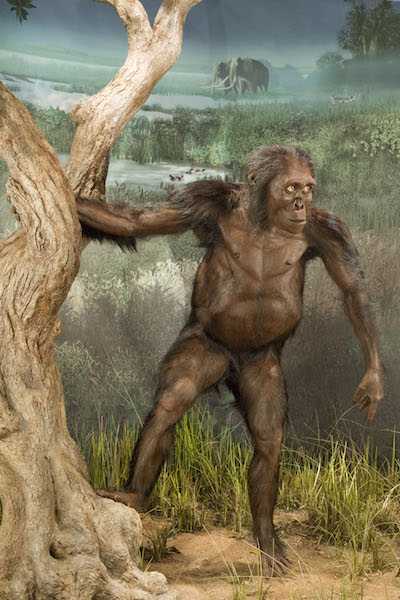 Lucy, reconstrucción (con árbol)